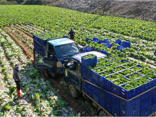 ▲ 지난 17일 오후 강원 평창군 방림면 일대 배추농가에서 농민들이 배추 출하작업을 하고 있다. 사진=뉴시스