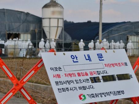 ▲ 고병원성 AI가 확진돼 방역 작업을 진행하고 있다. 사진=뉴시스