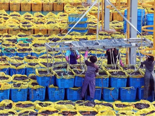 ▲ 25일 부산 강서구 중리어촌계 포구에서 어민들이 인근 양식장에서 갓 수확한 김을 경매에 넘기기 위해 정리하고 있다. 11월 말부터 다음 해 4월까지 수확하는 암갈색의 낙동김은 두껍고 고소한 맛으로 인기가 높다. 사진=뉴시스