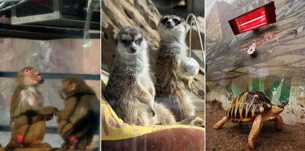 ▲ 경기 과천시 서울대공원 동물원에서 망토원숭이(위 부터), 미어캣, 방사거북이 각각 열등기구 등 방한시설로 추위를 피하고 있다. 사진=뉴시스