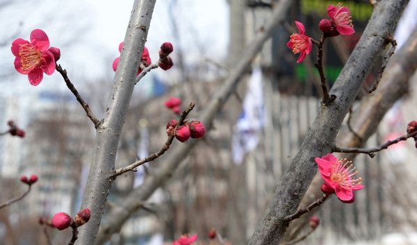 ▲ 포근한 날씨를 보인 27일 울산시청 광장에 홍매화가 피어있다. 사진=뉴시스