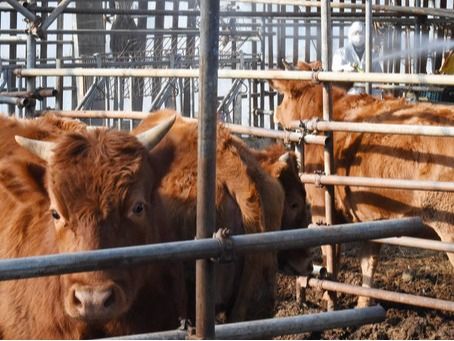 ▲ 지난 5일 충북 보은군 의 한 젖소 농장에서 올들어 처음으로 구제역이 발생한 가운데 6일 오후 대전 서구 원정동의 축산농가에서 대전축협 방역 관계자들이 방역을 실시하고 있다. 2017.01.06. 사진=뉴시스