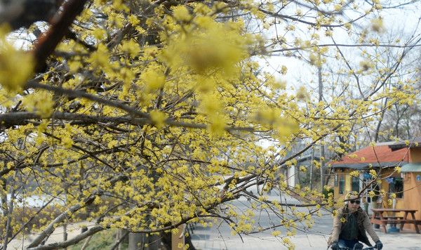 ▲ 전북 전주시 전주덕진공원에 산수유가 만개해 있다. 사진=뉴시스