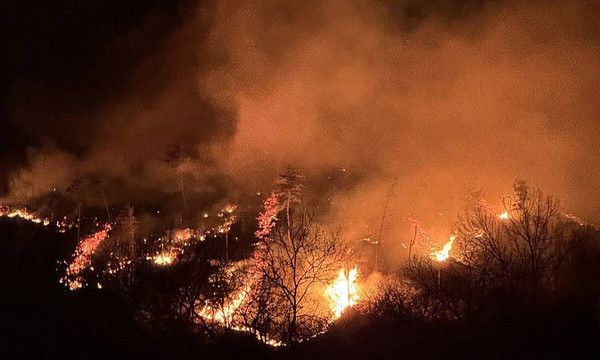 ▲ 사진=산림청