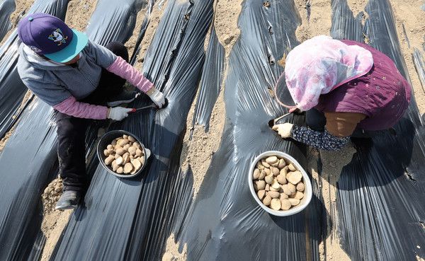 ▲ 17일 오후 인천 남동구의 한 농장에서 작업자들이 밭에 씨감자을 심고 있다. 사진=뉴시스