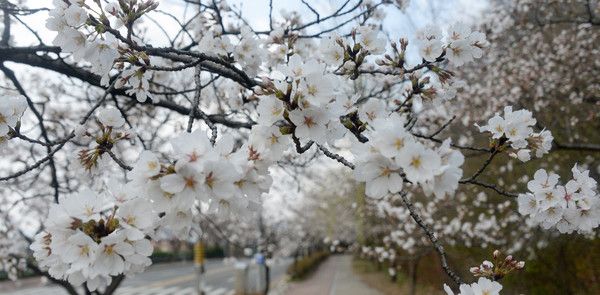 ▲ 전북 전주시 조경단로에 벚꽃이 꽃망울을 터트리며 개화하고 있다. 사진=뉴시스