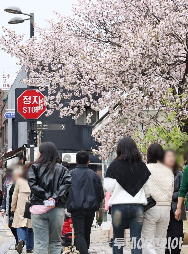 ▲ 벚꽃이 만개한 9일 서울 시내에서 시민들이 발걸음을 옮기고 있다. 사진=투데이코리아