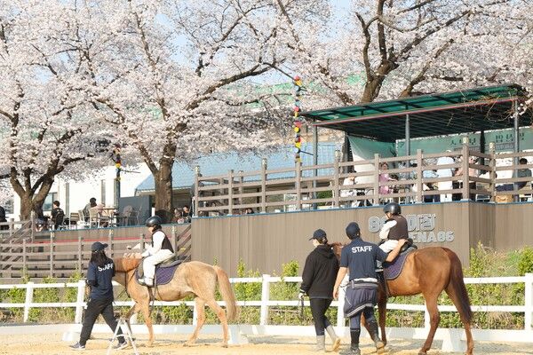 ▲ 4월 11일 서울경마공원 벚꽃축제 도심승마체험. 사진=한국마사회