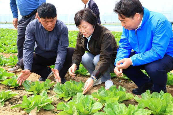 ▲ 송미령 농림축산식품부 장관(가운데)이 지난 17일 충남 아산시 배방읍에 위치한 노지 봄배추 재배현장을 찾아 생육상황을 점검하고 있다. 사진=농림축산식품부