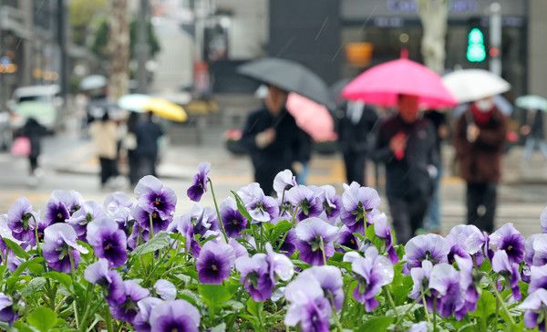 ▲ 서울 강남구 테헤란로 화단 팬지꽃에 빗물이 맺혀 있다. 사진=뉴시스