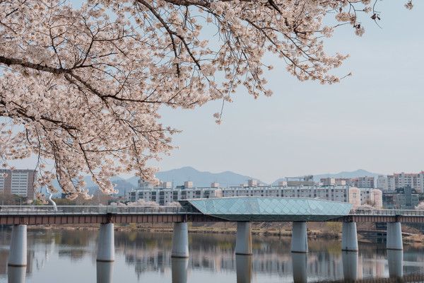 ▲ 대구시 동구 지저동 금호강 둔치에 벚꽃이 활짝 피어있다. 사진=뉴시스