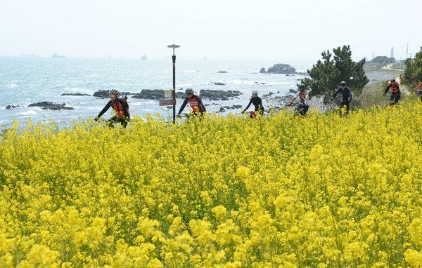 ▲ 울산 동구 슬도 유채꽃단지내에 유채꽃이 활짝 펴 있다. 사진=뉴시스