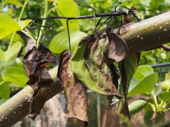 ▲ 지난해 홍성군 과수농가에 과수화상병이 발생한 모습. 사진=홍성군청