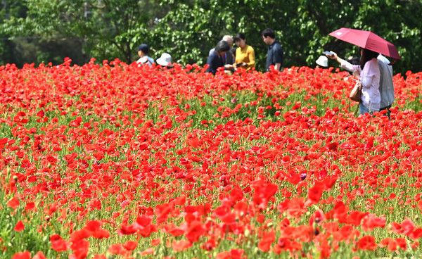 ▲ 경기 수원시 권선구 탑동 시민농장을 찾은 시민들이 붉게 물든 양귀비꽃을 바라보며 꽃놀이를 즐기고 있다. 사진=뉴시스