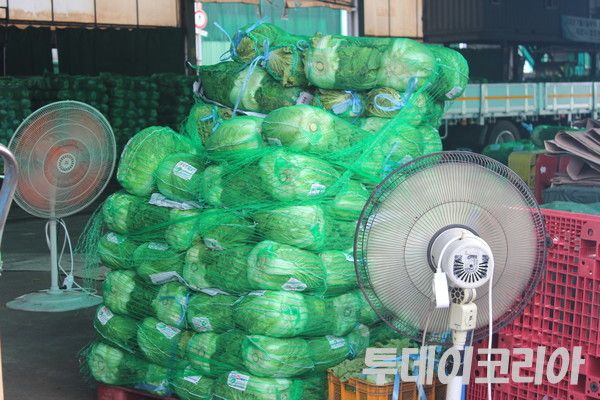 ▲ 지난 25일 서울시 송파구 가락시장 채소경매장에 적재된 배추의 열기를 식히기 위해 선풍기가 돌아가고 있다. 사진=이기봉 기자