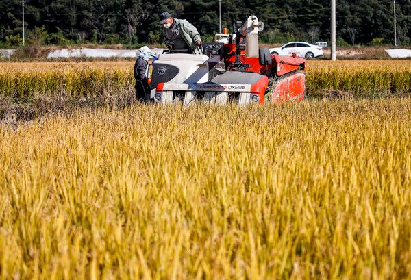 ▲ 경기 여주시 대신면의 한 논에서 농부가 콤바인을 이용해 벼를 수확하고 있다. 사진=뉴시스