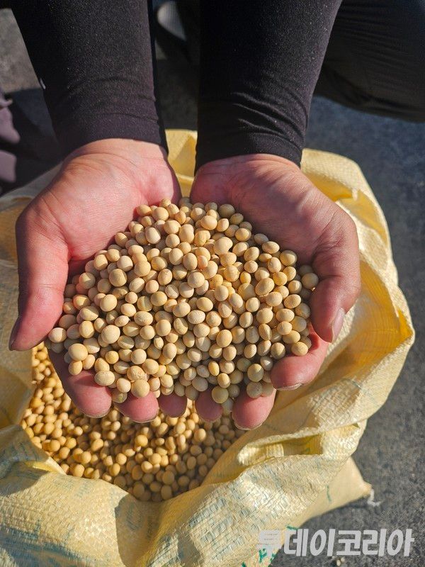 ▲ 농민이 직접 재배한 국내산 콩. 사진=투데이코리아