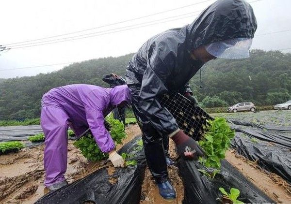 ▲ 9일 오전 강원에 호우경보가 발효 중인 가운데, 강원 홍천군 남면 남노일로의 한 농가 밭에서 농민들이 폭우 속에서 배추 모종을 심고 있다. 사진출처=뉴시스