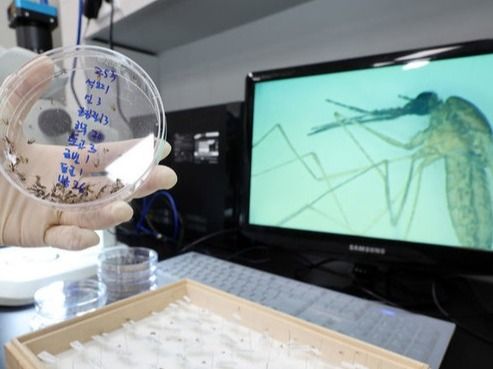 ▲ 전국에 말라리아 주의보가 내려진 가운데 25일 오전 인천 중구 인천보건환경연구원 매개체감염병과 실험실에서 연구사가 채집한 모기를 들어보이고 있다. 질병관리청은 장마 전후로 점차 말라리아 매개모기가 증가할 것으로 예상되기 때문에 말라리아 위험지역에서는 매개모기 방제를 강화하고, 모기 물림 예방수칙을 준수할 것을 당부했다. 사진=뉴시스