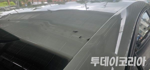 ▲ 인천 계양산 주차장 그늘 아래에서 발견된 붉은등우단털파리. 사진=투데이코리아