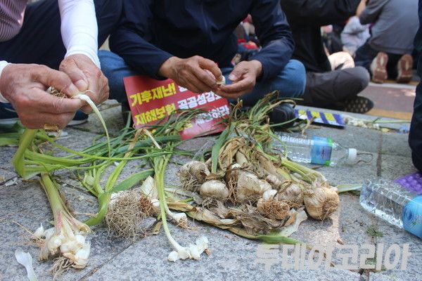 ▲ 지난 14일 ‘기후재난시대 농민생존권대책촉구 결의대회’에 참여한 한 농민이 벌마늘의 상태를 보여주기 위해 벌마늘을 까고 있다. 사진=이기봉 기자