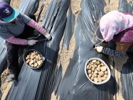 ▲ 17일 오후 인천 남동구의 한 농장에서 작업자들이 밭에 씨감자을 심고 있다. 사진=뉴시스