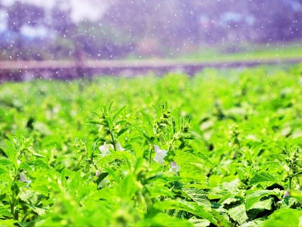 ▲ 식을 줄 모르는 폭염이 지속되고 있는 31일 오후 경남 남해군 이어마을 인근 밭에는 폭염속에 말라가는 참깨잎에 스프링클러에서 뿜어져 나온 물이 방울방울 맺혀있다. 사진=뉴시스