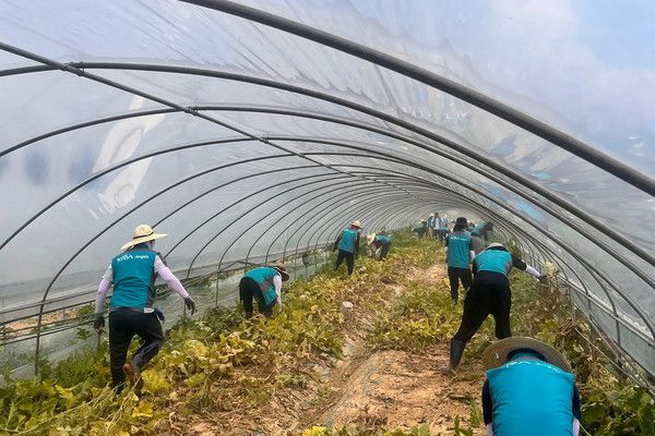 ▲ 한국마사회 자원봉사단이 지난달 30일 충남 예산군 신양면을 찾아 수해복구 봉사활동을 진행했다. 사진=한국마사회