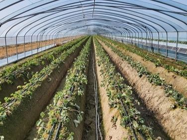 ▲ 경남 청양에 있는 농가 비닐하우스에서 작물이 자라고 있는 모습. 사진=뉴시스