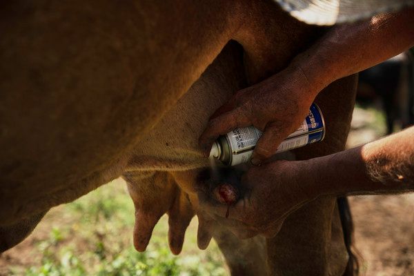 ▲ 지난달 23일(현지 시간) 멕시코 치아파스주 신탈라파의 한 목장에서 목장주 알프레도 차베스가 신세계 나사벌레에 감염된 소를 치료하고 있다. 사진=뉴시스