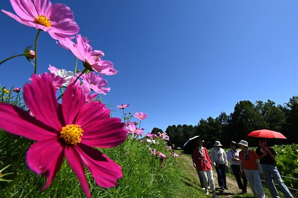 ▲ 경기 수원시 권선구 탑동시민농장을 찾은 시민들이 활짝 핀 코스모스를 바라보며 산책하고 있다. 사진=뉴시스