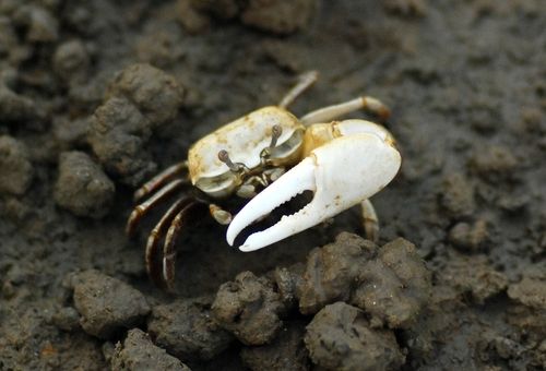 ▲ 흰발농게. 사진=인천환경운동연합