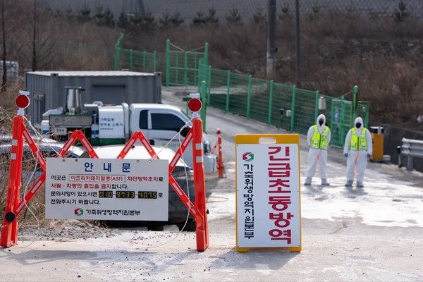 ▲ 17일 강릉시가 강동면 한 농장에서 아프리카돼지열병(ASF)이 확진됨에 따라 확산 차단을 위해 총력을 다하고 있다. 사진=강릉시