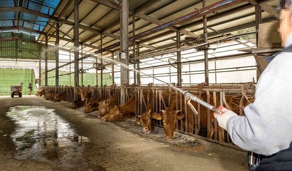 ▲ 지난해 3월 18일 부산 기장군 철마면의 한 한우농장에서 농장주가 구제역 예방을 위해 소독약을 살포하고 있다. 사진=뉴시스