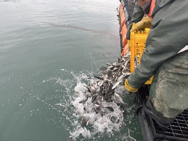 ▲ 고흥군이&nbsp;저수온 피해를 줄이기 위해 득량만 해역 9개 해상가두리 양식장에서 감성돔 52만 마리를 방류했다. 사진=고흥군