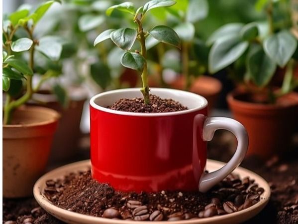 ▲ 커피박을 활용한 친환경 조경 토양개량제를 사용한 화분. 사진=포스코이앤씨