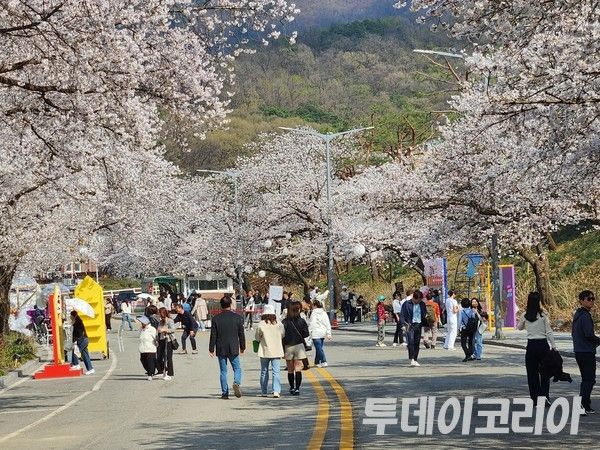 ▲ 10일 ‘2025 렛츠런파크 서울 벚꽃축제’의 벚꽃길. 사진=투데이코리아