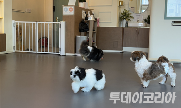 ▲ 한 애견카페 내부 모습 . 사진=투데이코리아