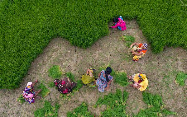 ▲ 인도 프라야그라즈 외곽의 논에서 농민들이 모내기 준비를 하고 있다. 사진=뉴시스
