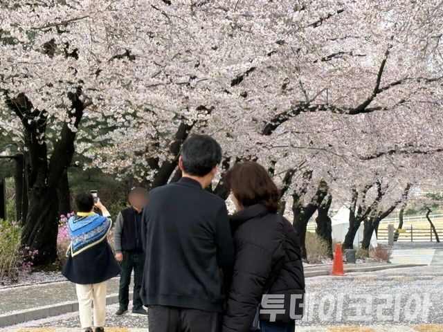 ▲ 렛츠런파크 ‘馬시멜로’ 행사에서 방문객들이 벚꽃과 함께 사진을 찍고 있다. 사진=투데이코리아