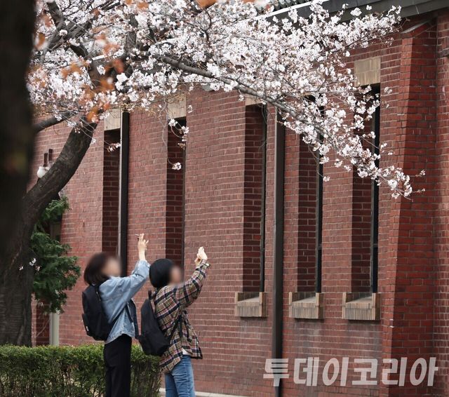 ▲ 서울 시내에서 시민들이 봄꽃을 구경하고 있다. 사진=투데이코리아