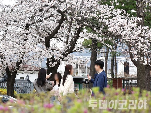 ▲ 서울 시내에서 시민들이 꽃을 구경하며 봄을 즐기고 있다. 사진=투데이코리아