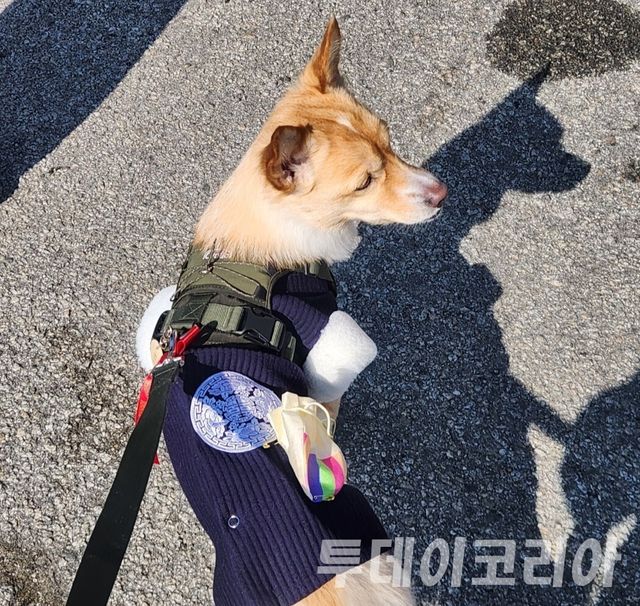 ▲ 강아지가 가족과 함께 나들이를 떠나고 있다. 사진=투데이코리아