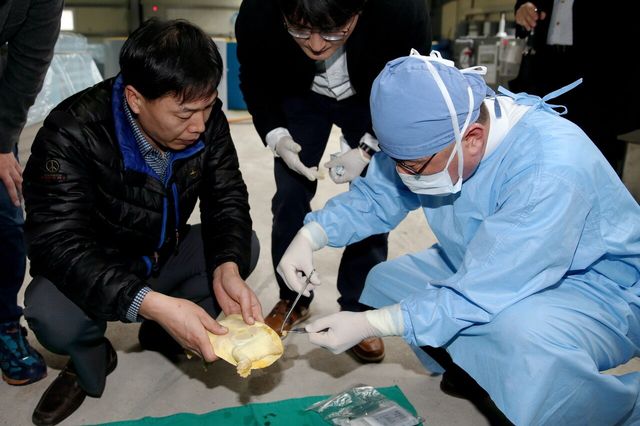 ▲ 16일 충남 청양군이 세계 최초로 ‘황금자라’ 복제에 나선 가운데 수암생명공학연구원의 황우석 박사가 지난 14일 논산시 소재 충남도 내수면 개발시험장을 방문, 체세포를 채취하고 있다. 사진=뉴시스