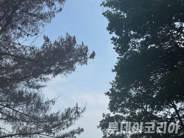 ▲ 나무에 새까맣게 앉아 있는 러브버그의 모습이다. 사진=투데이코리아