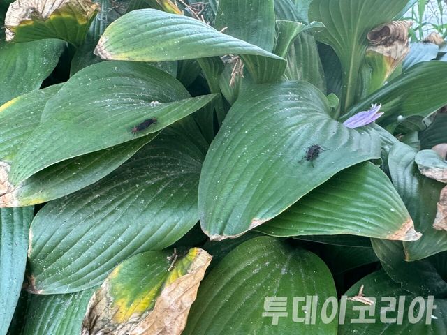 ▲ 경기도 지역에서 포착된 러브버그의 모습이다. 사진=투데이코리아