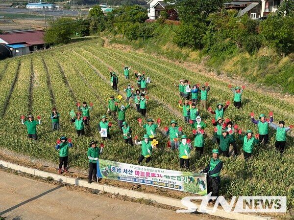 지난 11일 안양시새마을회가&nbsp;충남 서산시 팔봉면 대황리 소재 마늘농가를 찾아 농촌일손돕기 봉사활동을 실시했다. /사진=안양시새마을회