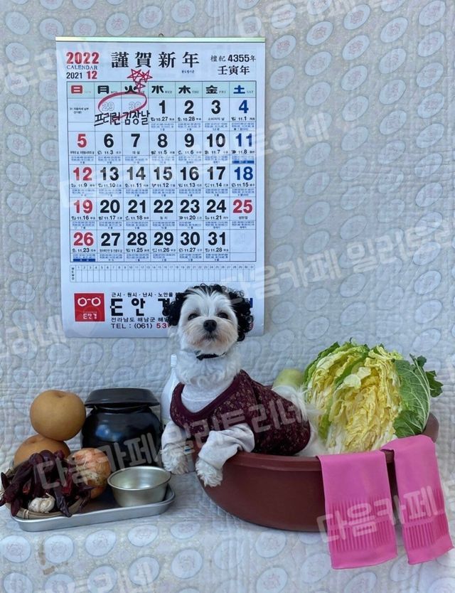 미치겠다 강아지 유치원 보냈더니 김장하는 날이라고.jpg