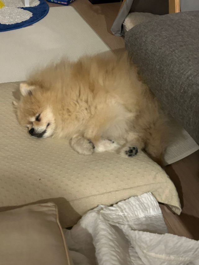 IMG_6079.jpeg 점점 흘러내리는 우리집댕댕이