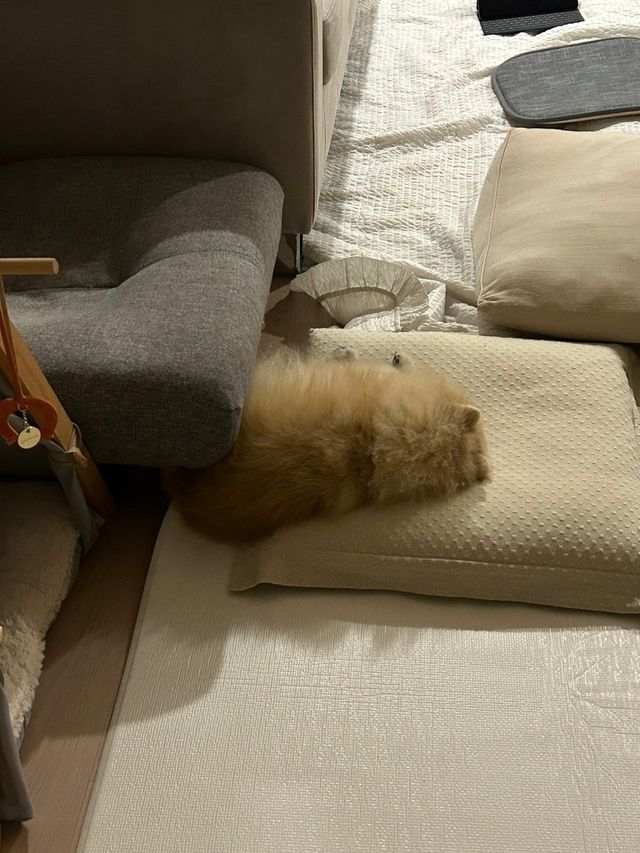 IMG_6078.jpeg 점점 흘러내리는 우리집댕댕이